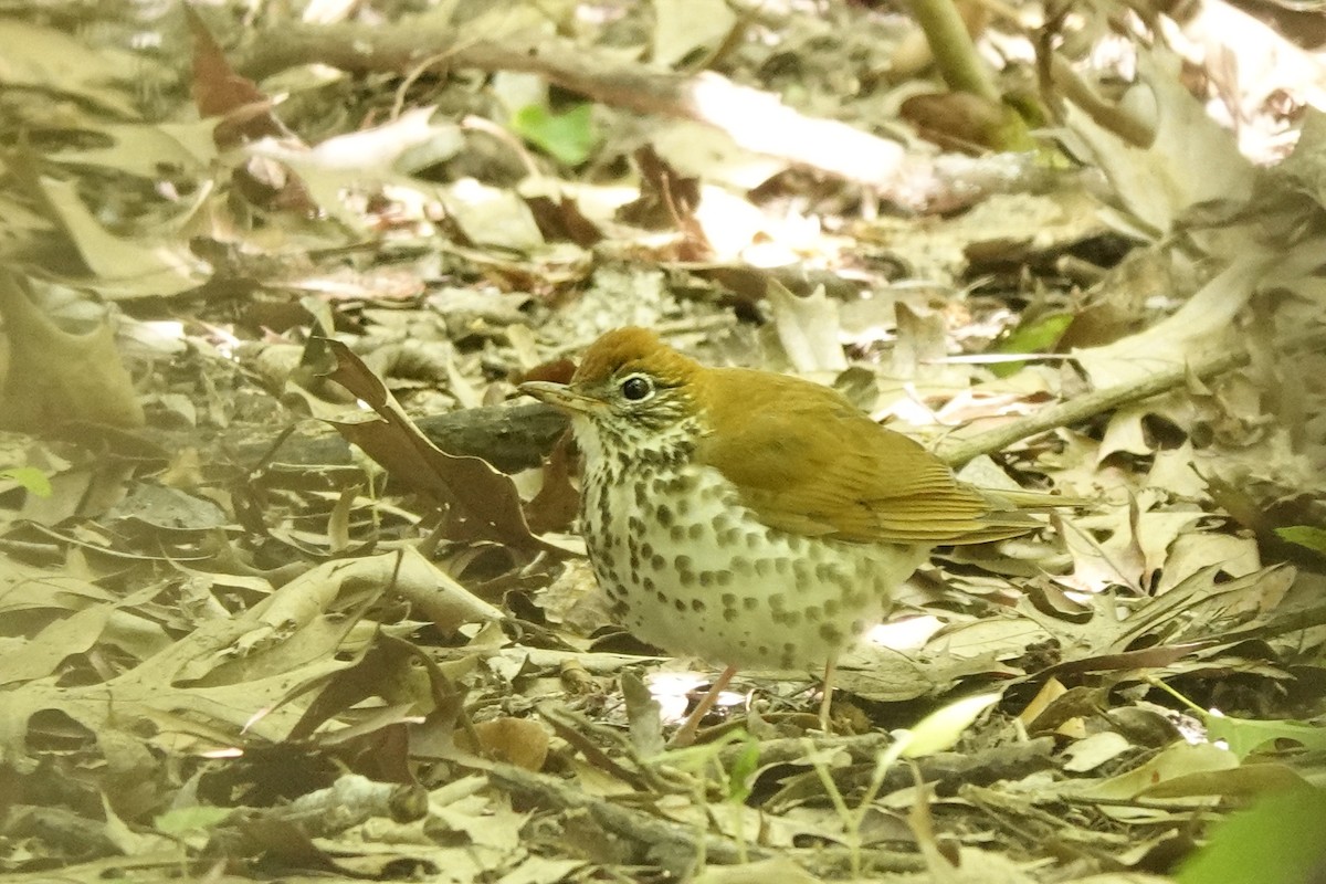 Wood Thrush - Bob Greenleaf