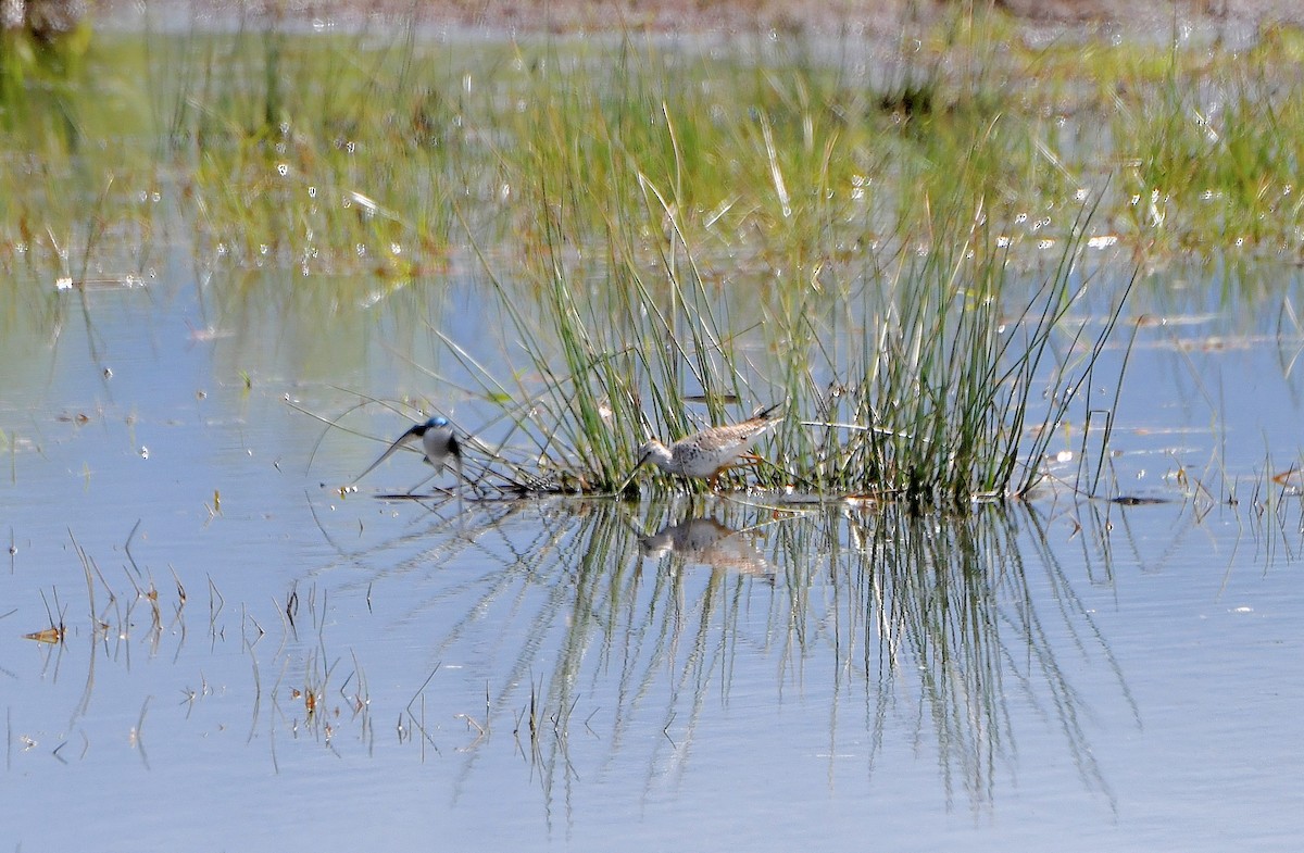 Lesser Yellowlegs - Carol Riddell