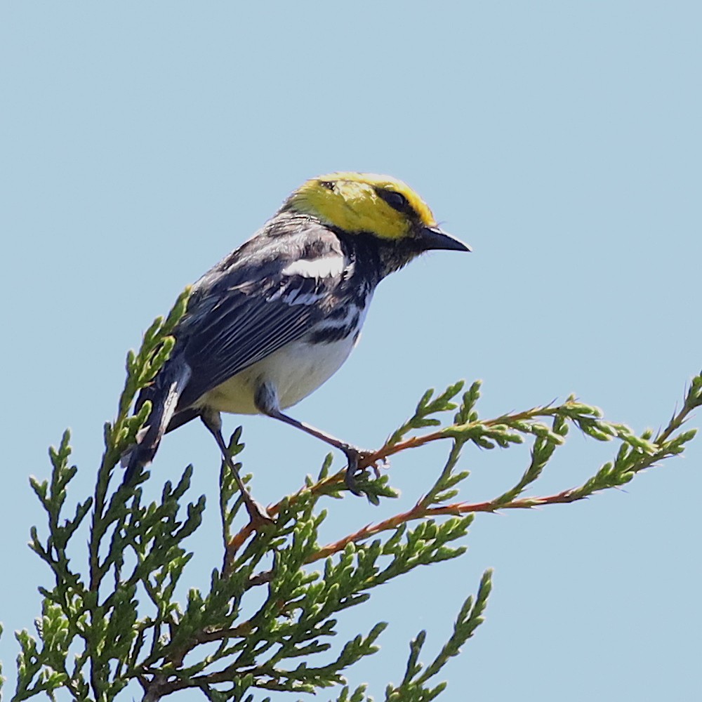 Golden-cheeked Warbler - ML618196731