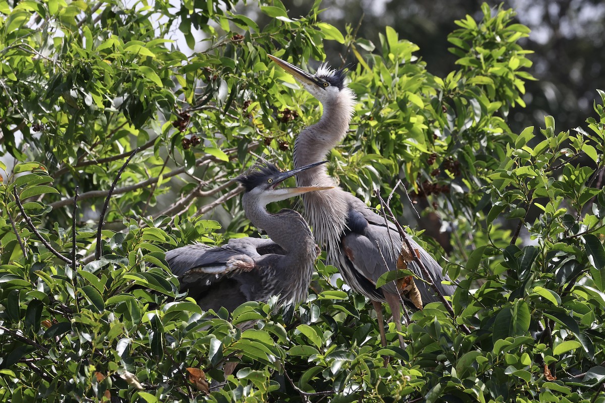 Great Blue Heron - Brandon Corry