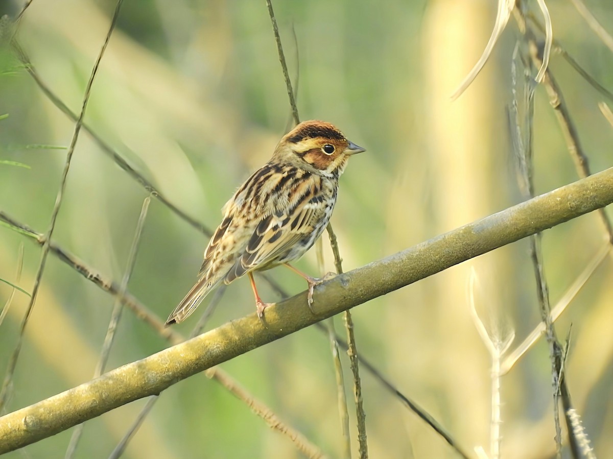 Little Bunting - ML618196795