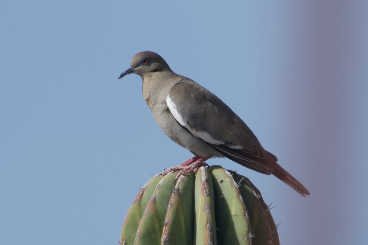 White-winged Dove - Don Rodriguez