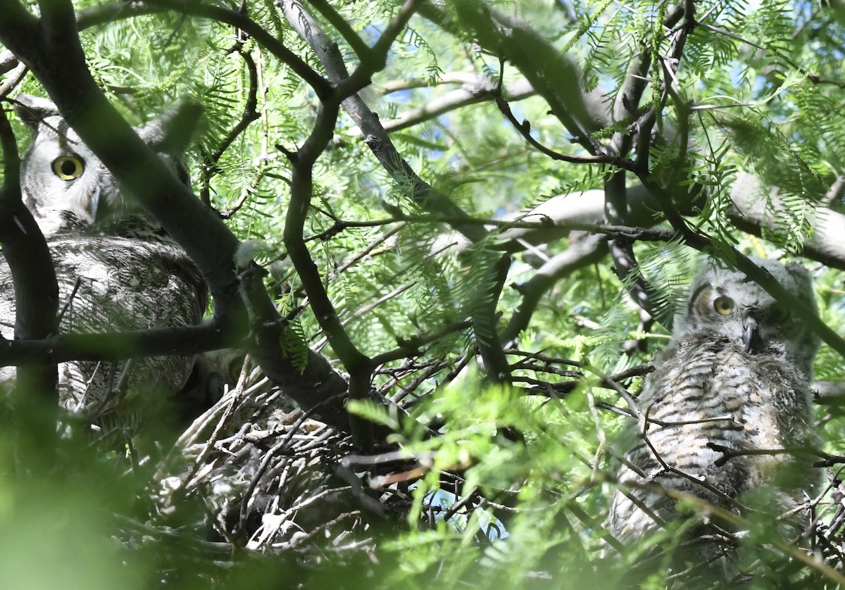 Great Horned Owl - ML618196808