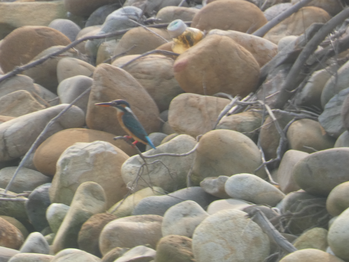 Common Kingfisher - ML618196821