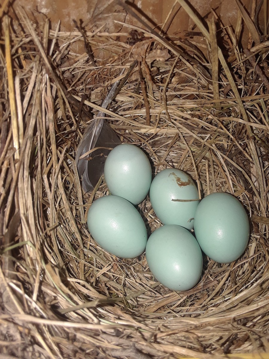 Eastern Bluebird - ML618196835