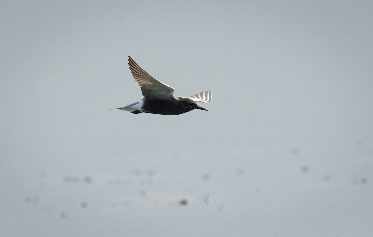 Black Tern - ML618196838