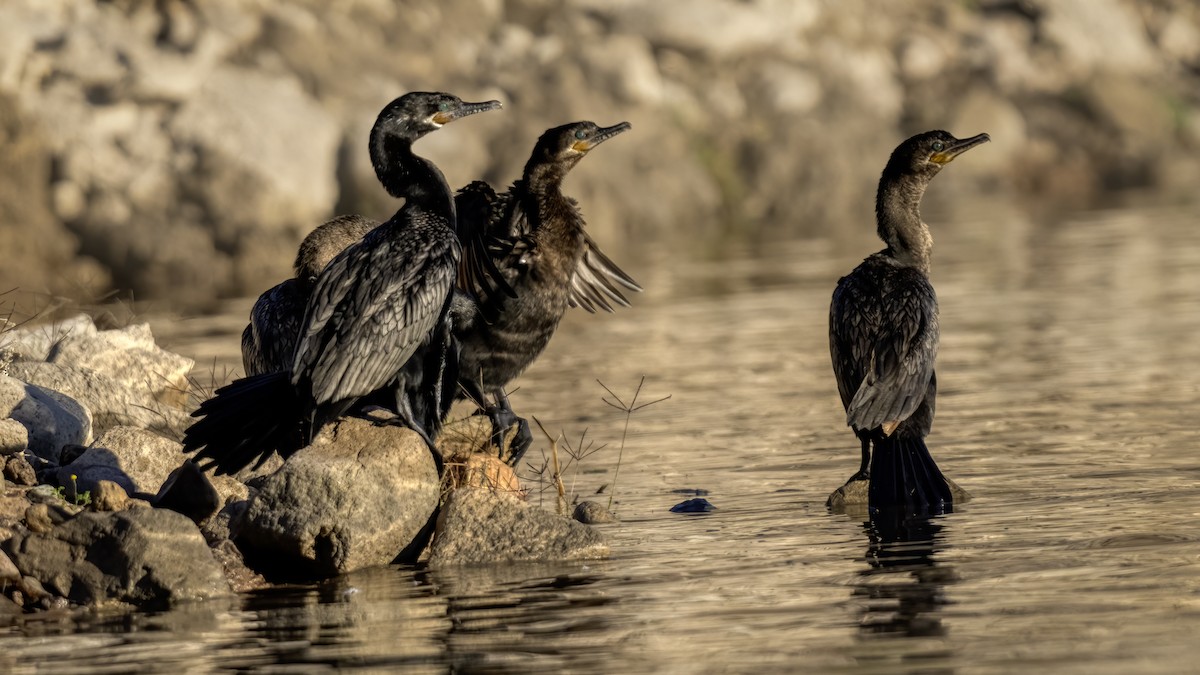 Neotropic Cormorant - ML618196842