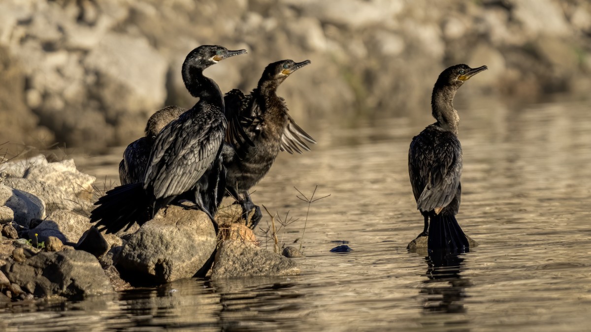 Neotropic Cormorant - Eric Gofreed