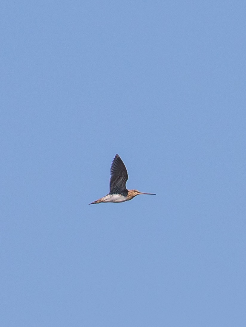 Common Snipe - Milan Martic