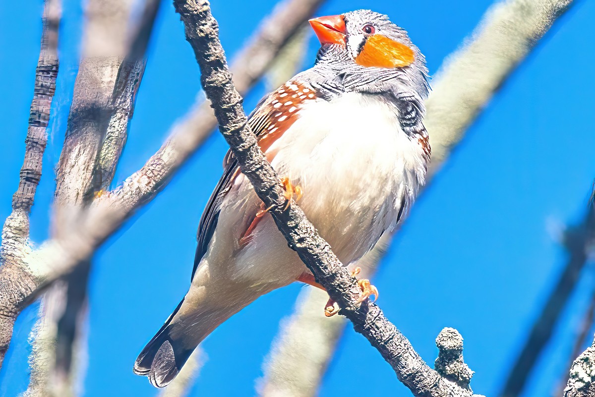 Zebra Finch (Australian) - Alfons  Lawen