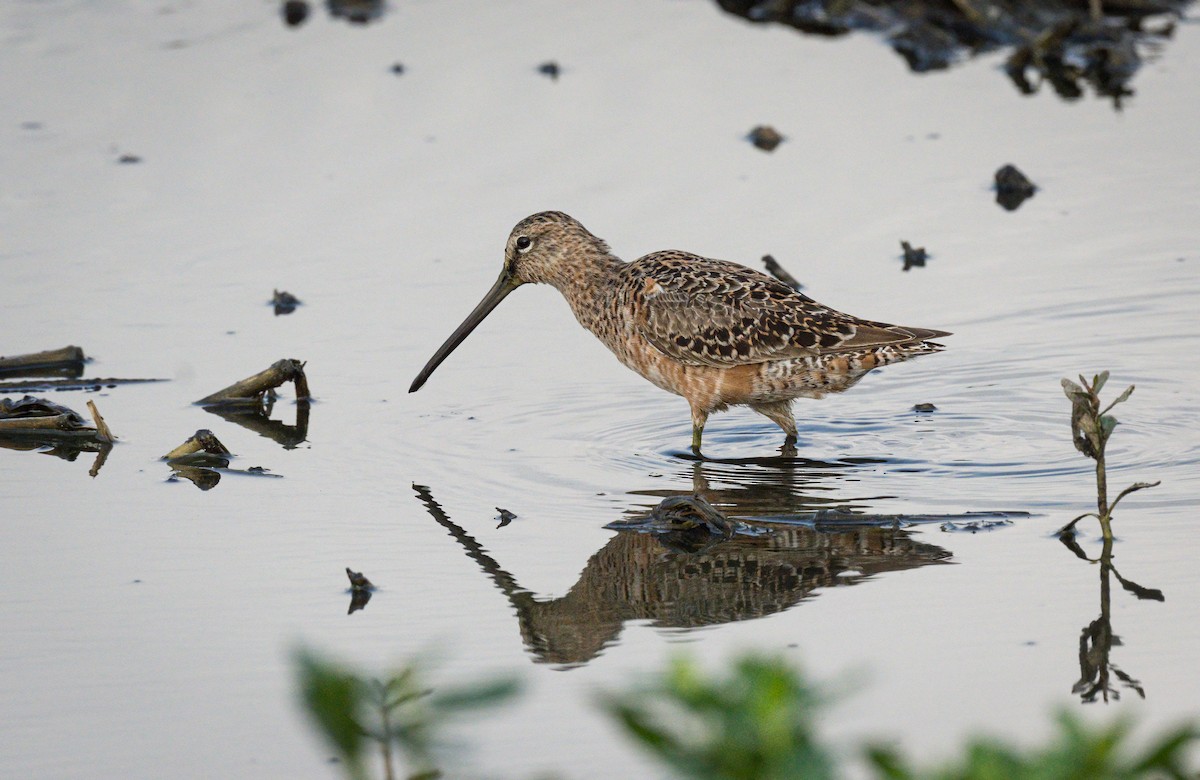 Long-billed Dowitcher - ML618196883