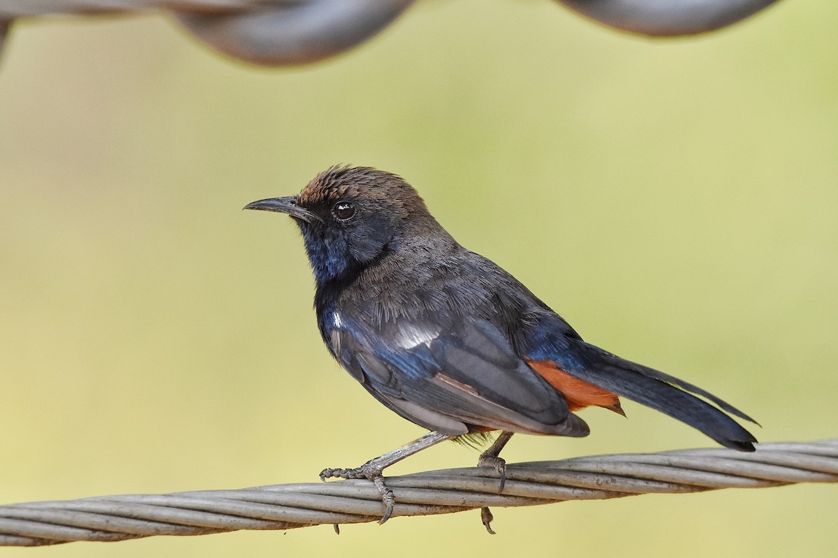 Indian Robin - ML618196925