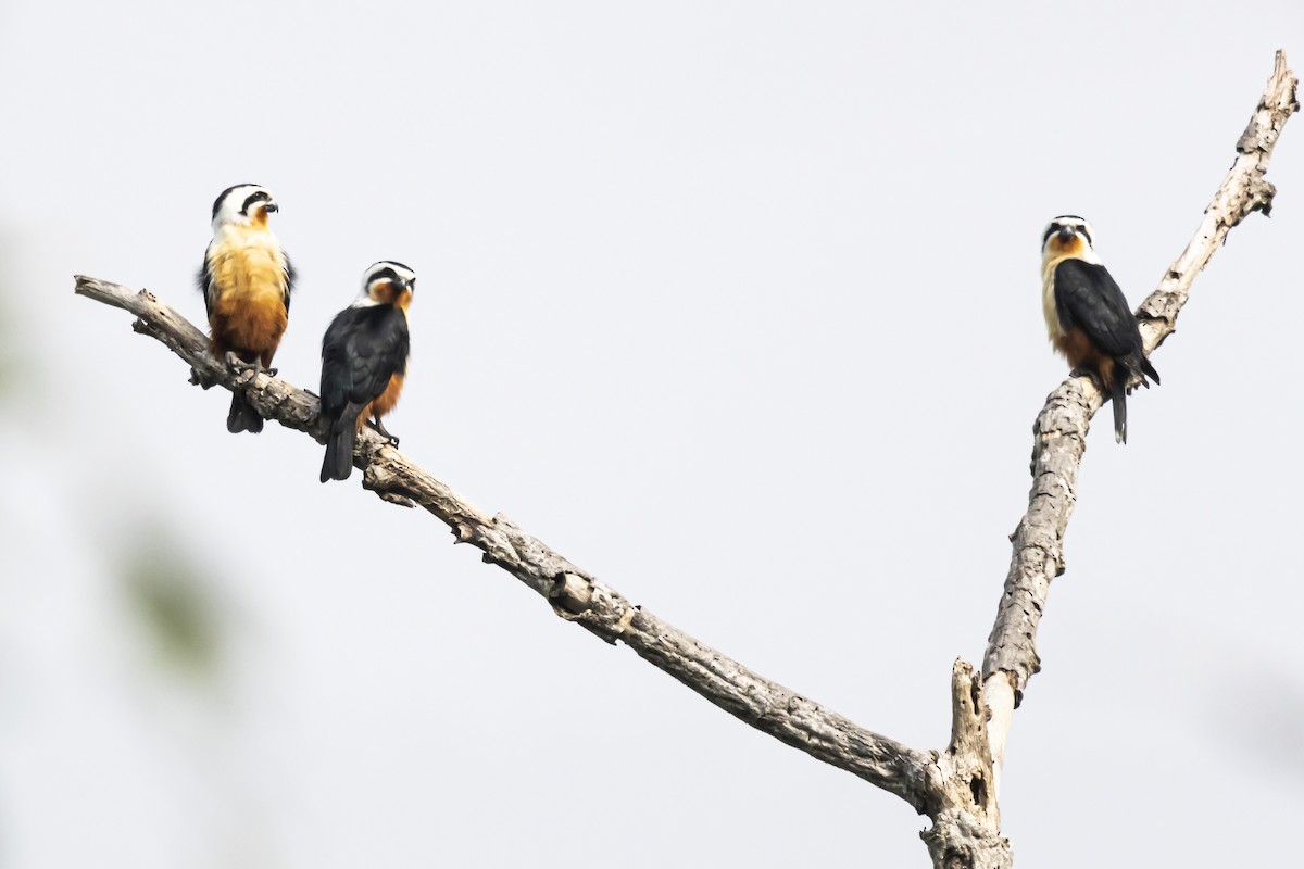 Collared Falconet - Dr. Amitava Roy