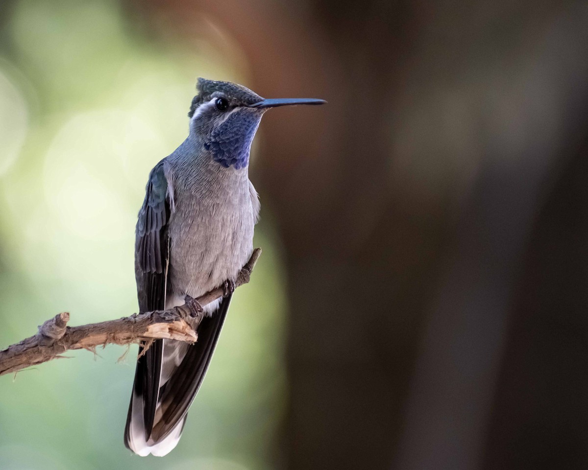 Blue-throated Mountain-gem - Carlos Velazquez