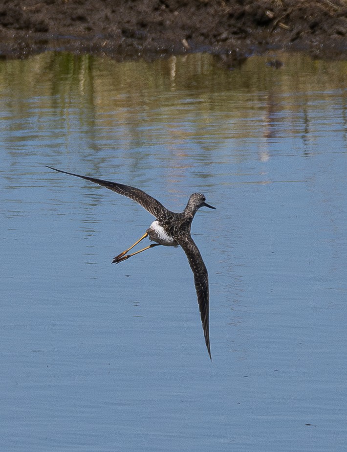 Greater Yellowlegs - ML618196951