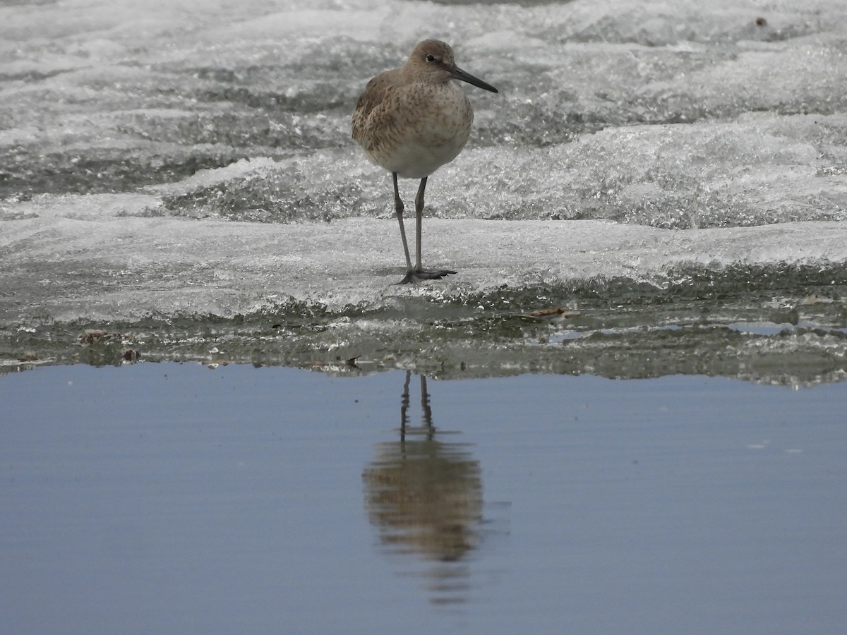 Willet - John Lundgren