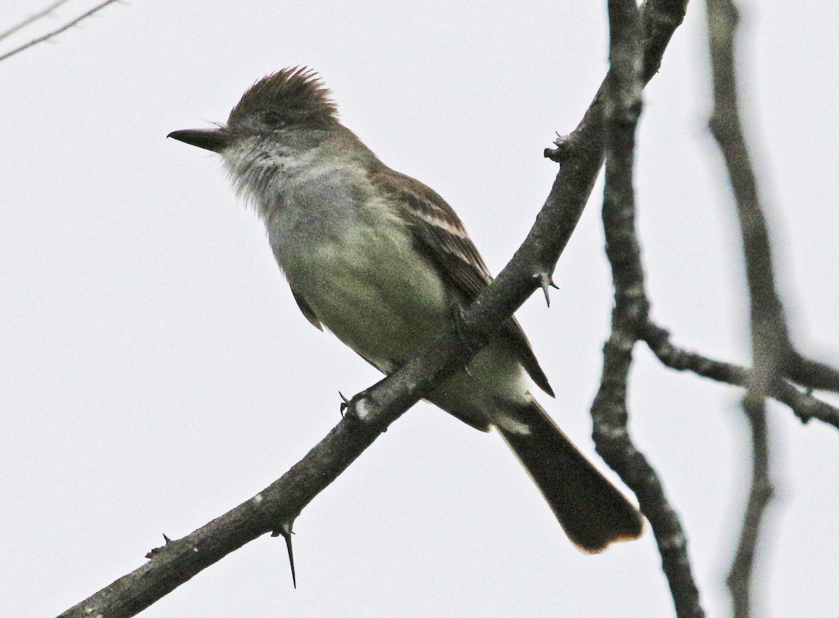 Ash-throated Flycatcher - ML618196972