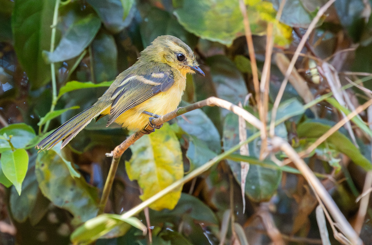 Yellow Tyrannulet - ML618196973