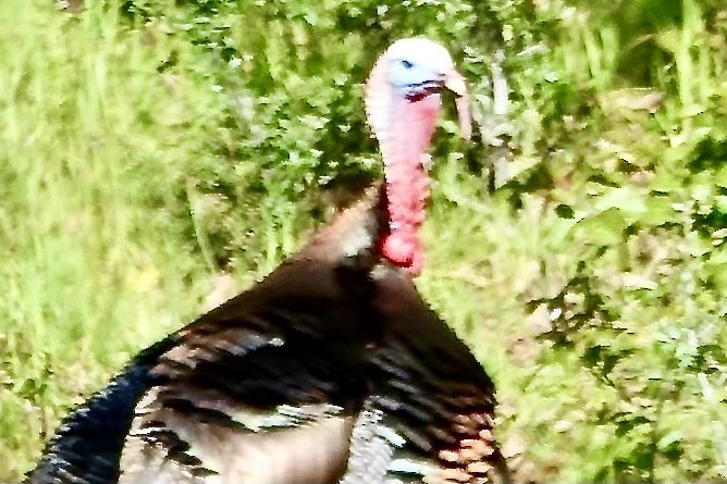 Wild Turkey - ML618196989