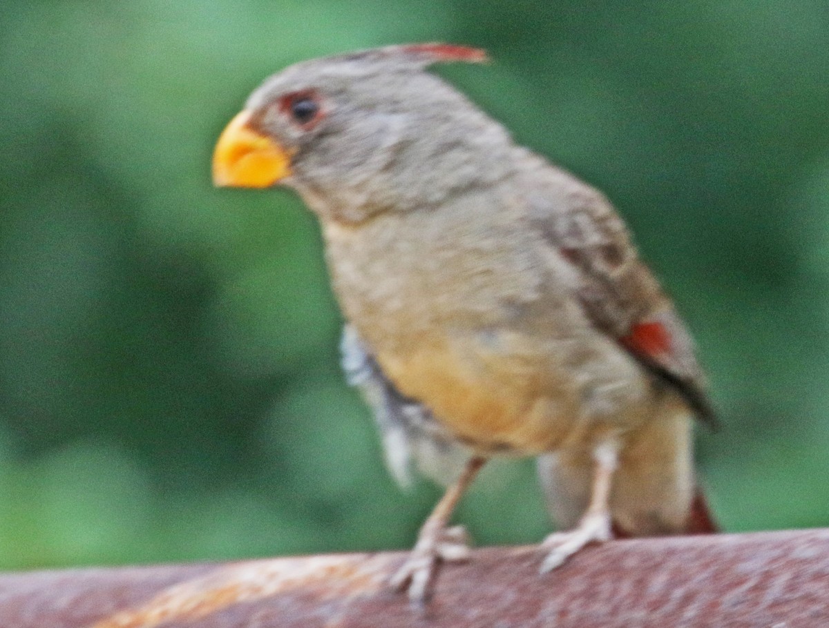 Pyrrhuloxia - Galen  Stewart