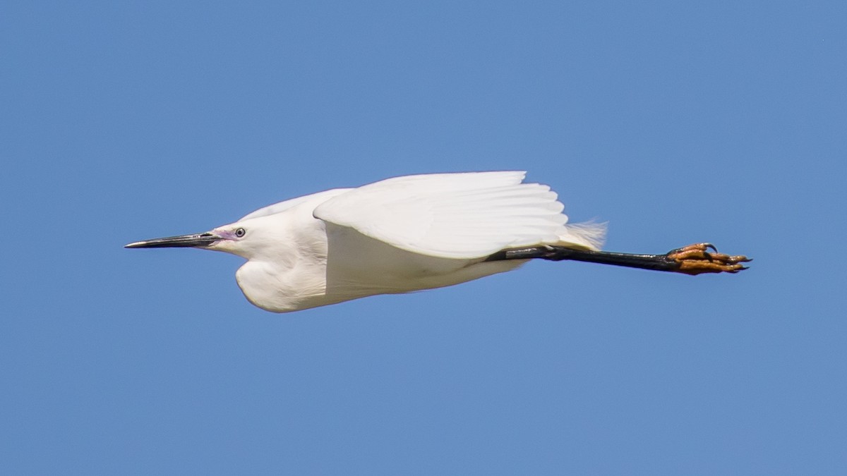 Little Egret - Milan Martic