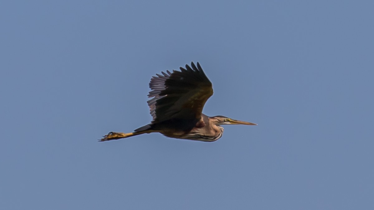 Purple Heron - Milan Martic