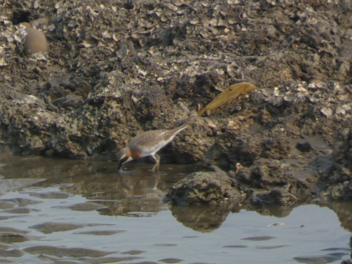 Dunlin - ML618197068