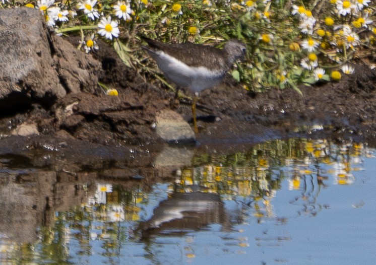 Solitary Sandpiper - ML618197074