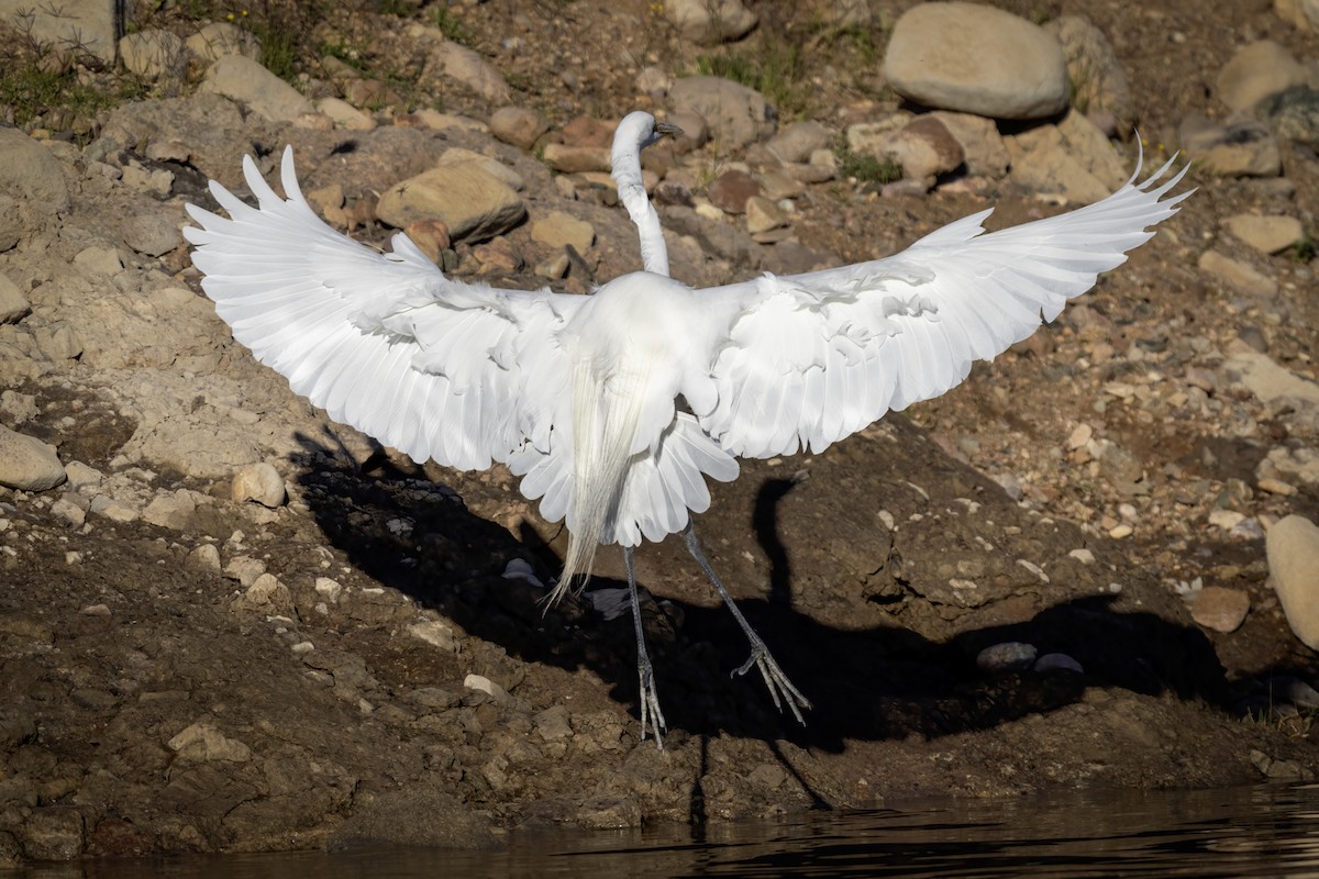 Great Egret - Eric Gofreed