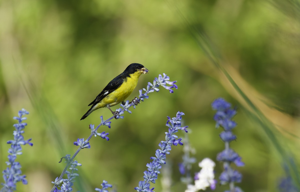 Lesser Goldfinch - Ben Rippley