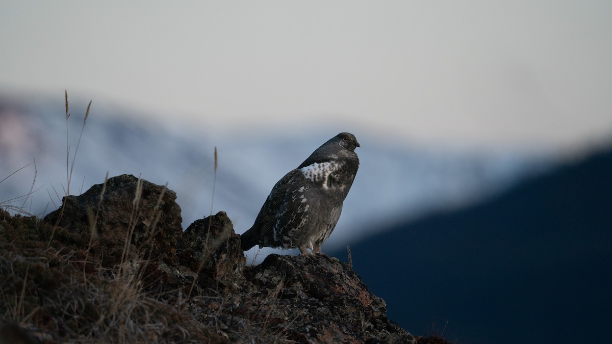 Dusky Grouse - ML618197094