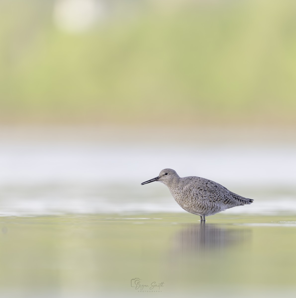 Willet - ML618197151