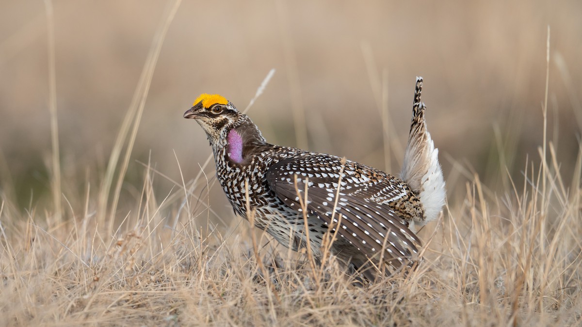 Sharp-tailed Grouse - ML618197172