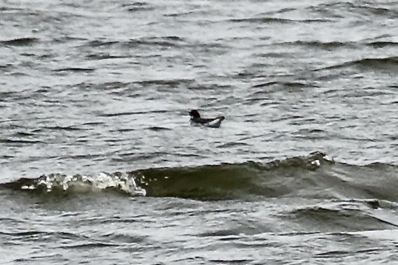 Нарийн сэлээхэй - ML618197183