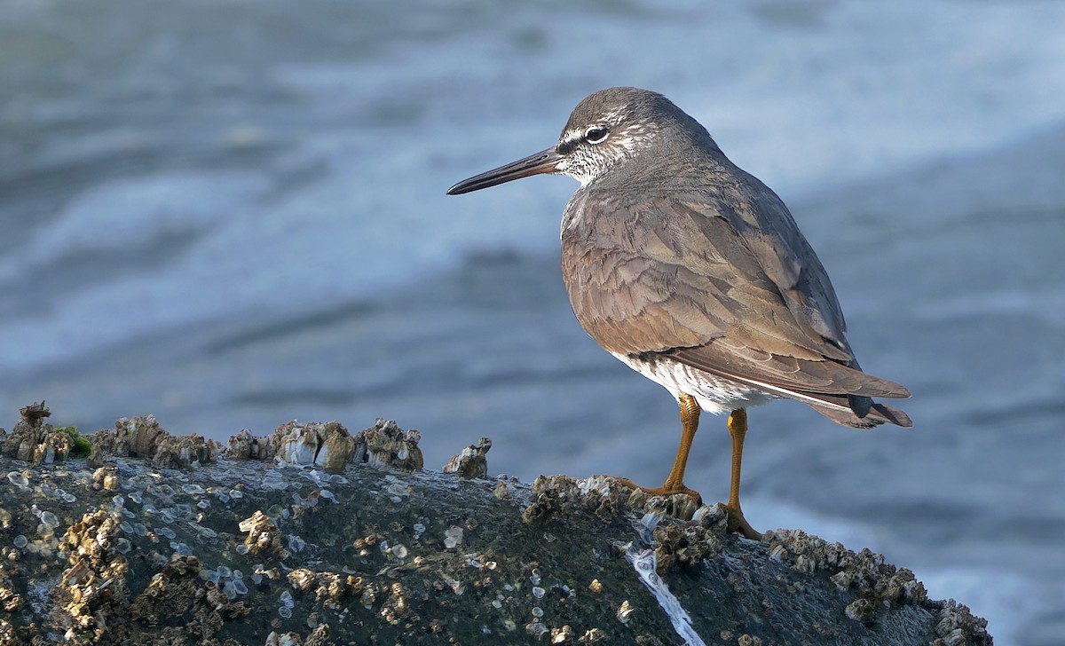 Wandering Tattler - ML618197219