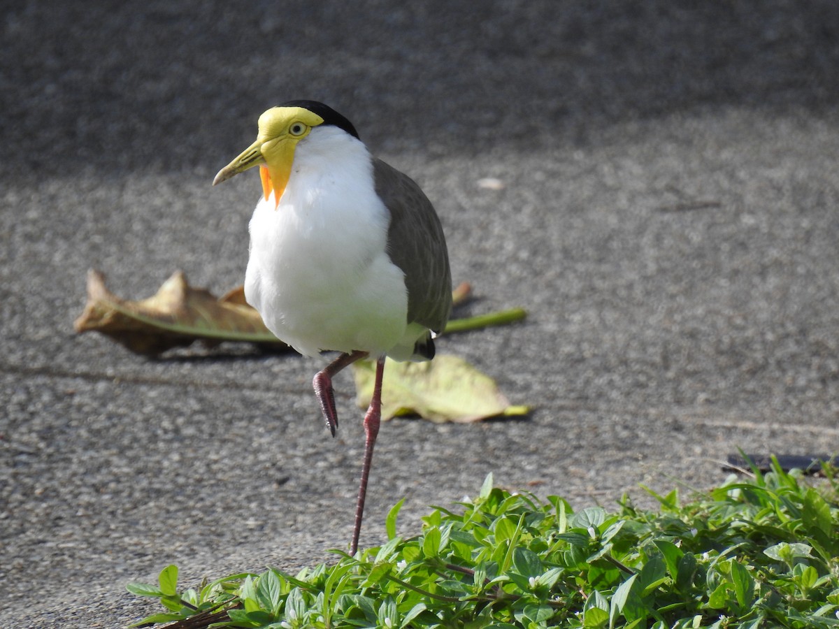 Masked Lapwing - Monica Mesch