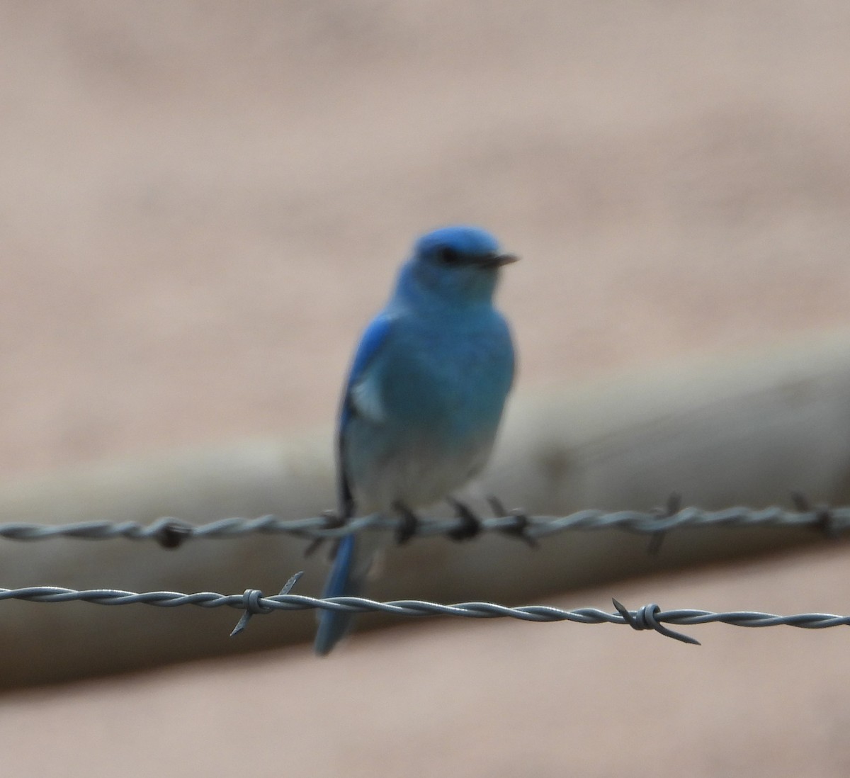 Mountain Bluebird - Joanna Clark