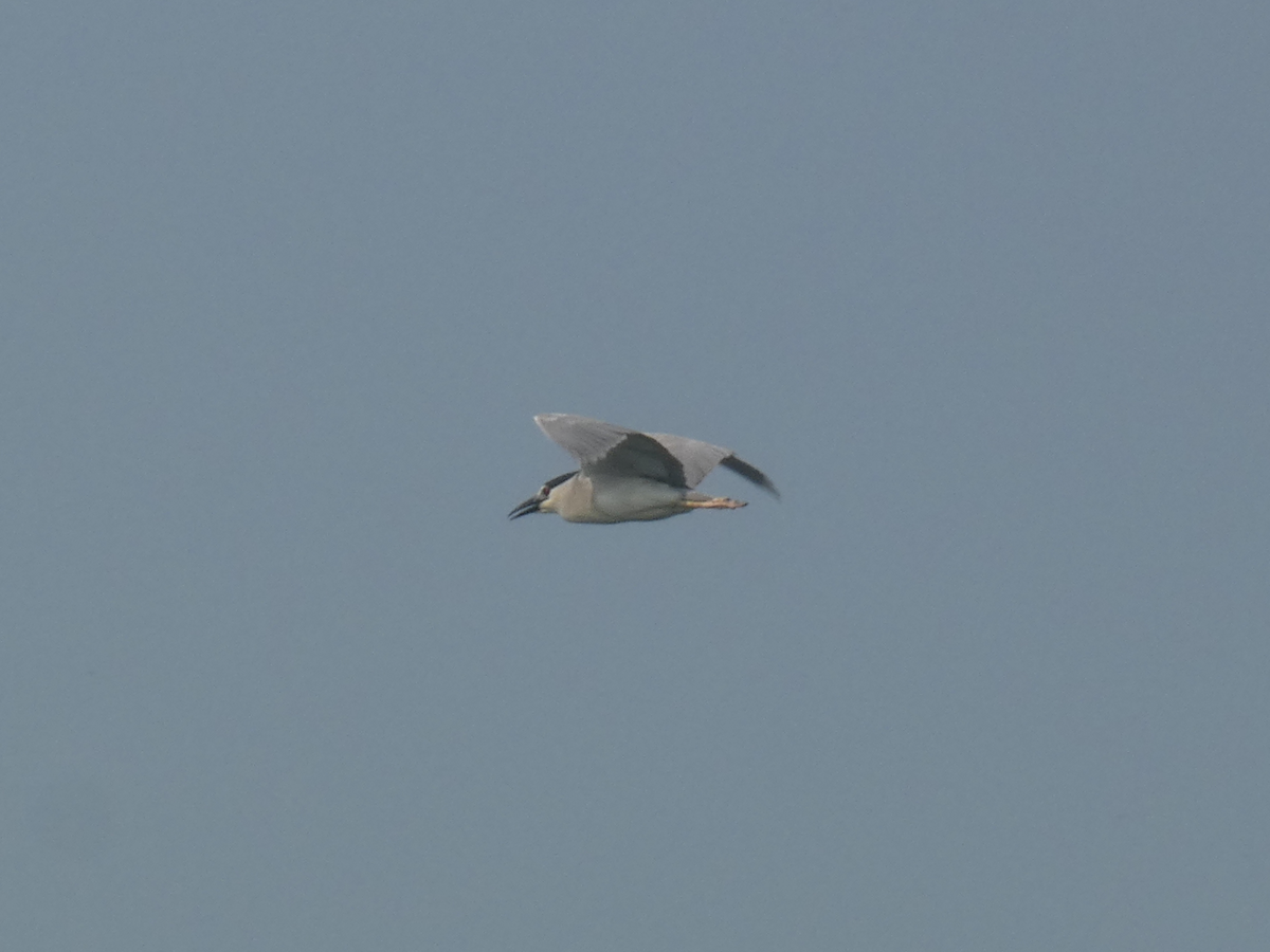 Black-crowned Night Heron - ML618197282