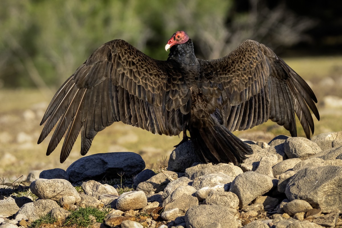 Turkey Vulture - Eric Gofreed