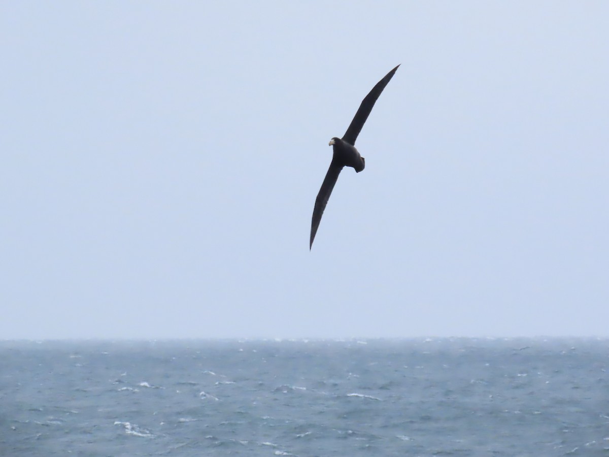 Southern Giant-Petrel - ML618197311