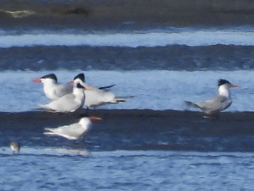 Elegant Tern - ML618197322