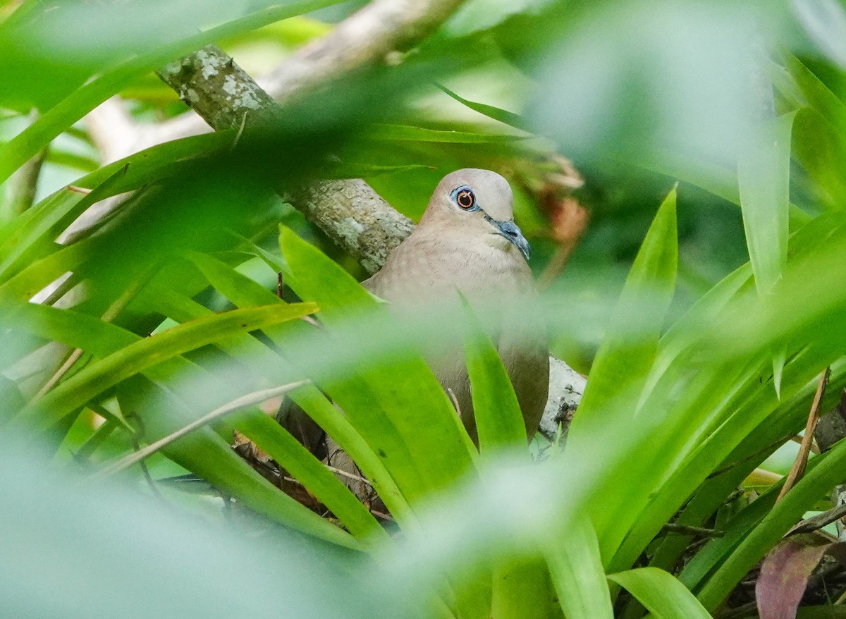 White-tipped Dove - ML618197332