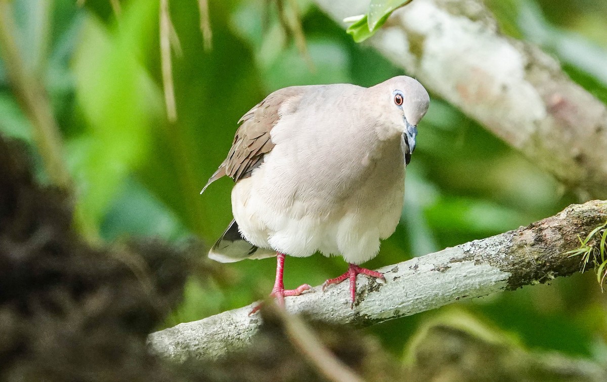 White-tipped Dove - Kathy Doddridge