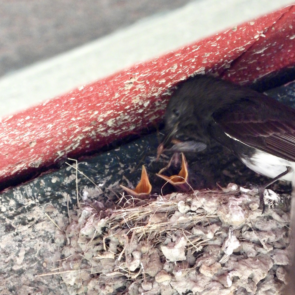 Black Phoebe - ML618197370