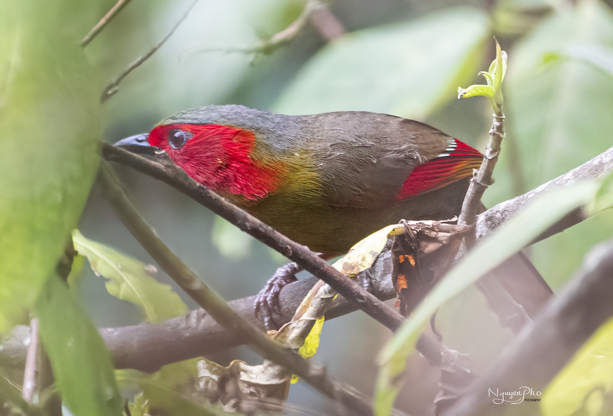 Scarlet-faced Liocichla - ML618197376