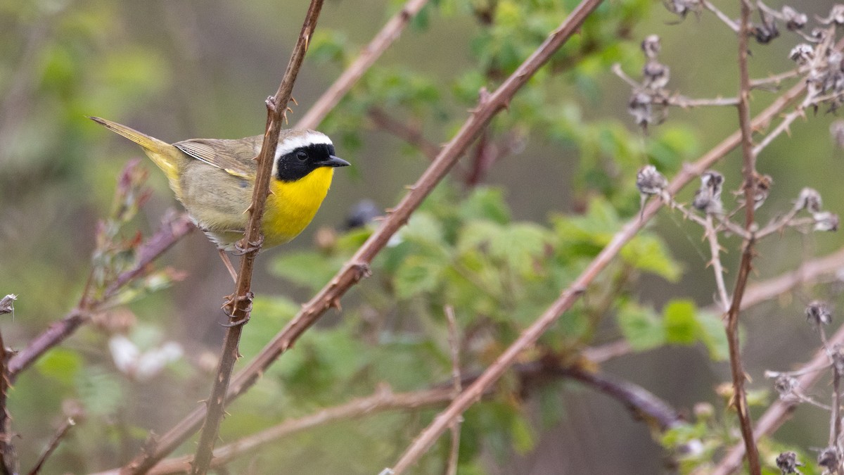 Common Yellowthroat - Liam Hutcheson