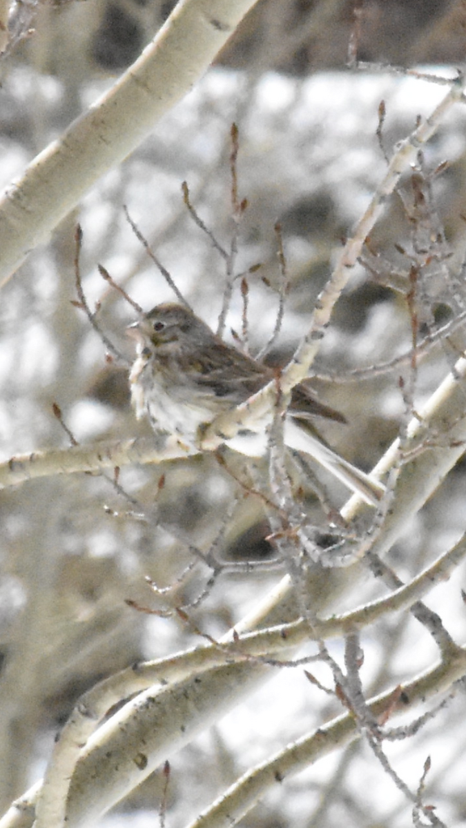 Vesper Sparrow - ML618197399