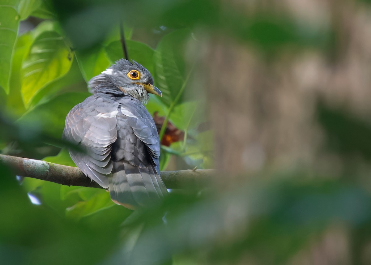 Malaysian Hawk-Cuckoo - Ayuwat Jearwattanakanok
