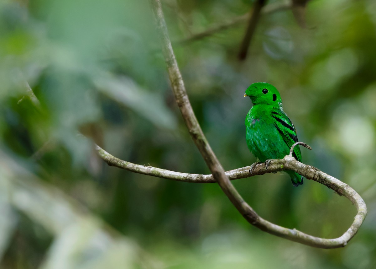 Green Broadbill - Ayuwat Jearwattanakanok