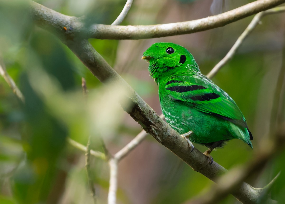 Green Broadbill - Ayuwat Jearwattanakanok